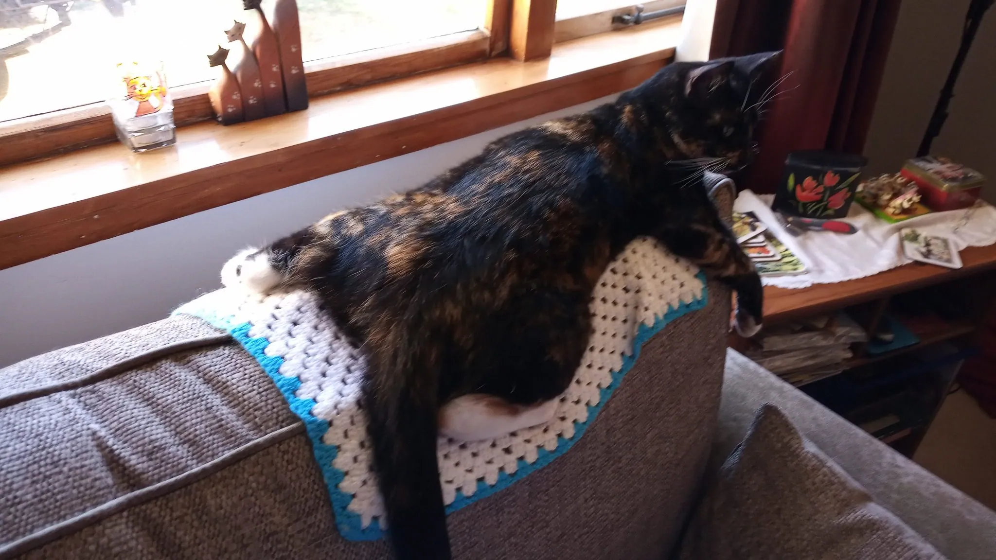 Too hot for pussy cats